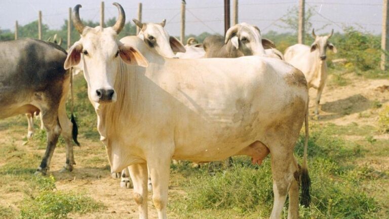 Gau mata Raj Mata: महाराष्ट्र में गौ माता को मिलेगा ‘राजमाता’ का अधिकार